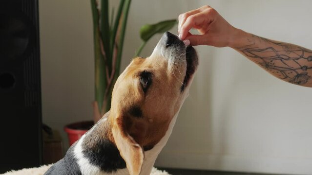 Dog eating vitamins cbd supplement, woman hands, pets food supply, delivery for beagle pet. 