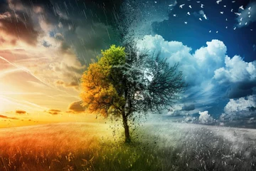 Fotobehang Four Seasons Time-Lapse: Dynamic Tree in Varied Seasonal Climates © P