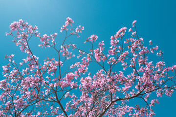 Pink Cherry blossom tree on blue sky background. Spring blossom, branch of a blossoming tree.