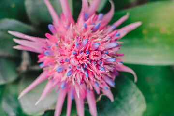 Obraz premium ramillete 