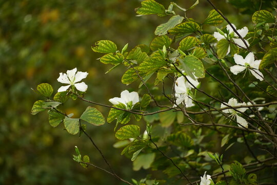 Close-up of Bauhinia forficata flower