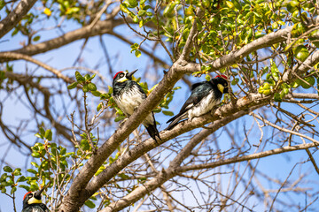 Acorn woodpeckers sitting on a tree, close-up.