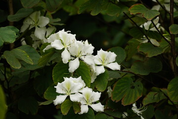 Close-up of Bauhinia forficata flower