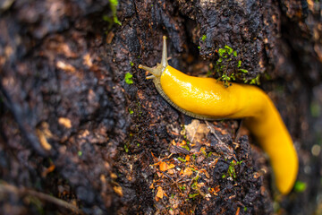 Close-up of Banana slug (Ariolimax columbianus) 