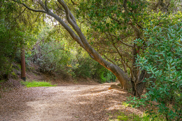 Hiking trail path with oak trees in the Anaheim Hills of Orange County, California