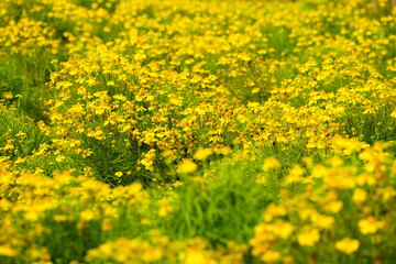 Helenium amarum is a perennial with yellow flowers