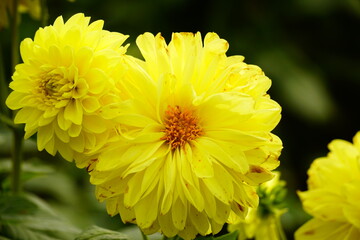Close-up of dahlias blooming in the garden