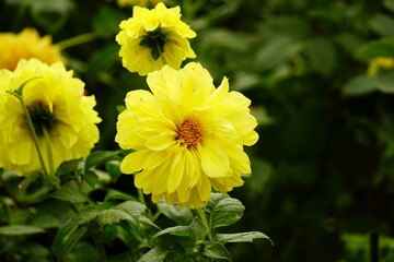 Close-up of dahlias blooming in the garden