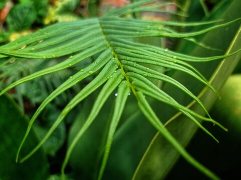 Pteris vittata plant leaves with water droplets