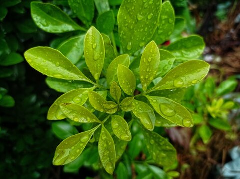 aglaia odorata  plant leaves with water droplets