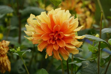 Close-up of dahlias blooming in the garden