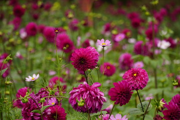 Obraz premium Close-up of dahlias blooming in the garden
