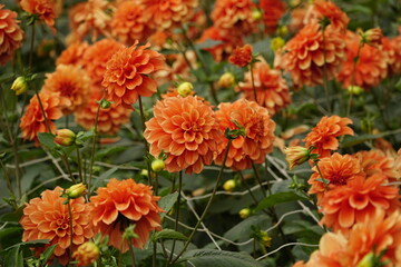 Close-up of dahlias blooming in the garden