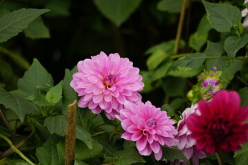 Close-up of dahlias blooming in the garden