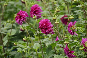 Close-up of dahlias blooming in the garden