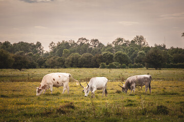 Obraz na płótnie Canvas Herd of Podolian cows grazing free range on the pastures in Serbia, Vojvodina with a grey cow with long hors staring. Podolian cattle is a breed of cows and beefs from Europe with long horns.