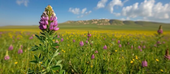 An image capturing a blooming Astragalus sinicus flower amidst a vibrant green field, with majestic mountains in the distant backdrop.