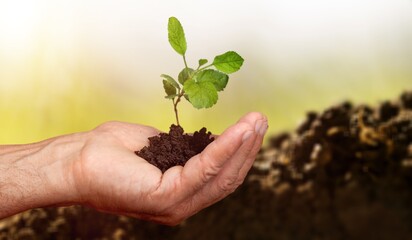 farmer holding dark soil, and green plants