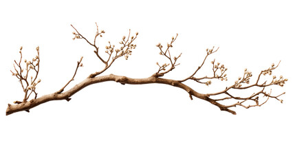 A branch cutout, devoid of any background or brand name, offers a versatile element for creative projects.