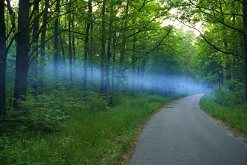 Fotobehang Blue smoke spreads over the road in the woods © biletsky