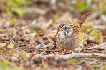 A swamp sparrow (Melospiza georgiana), a cute and well camouflaged songbird, among dried leaves in Sarasota, Florida