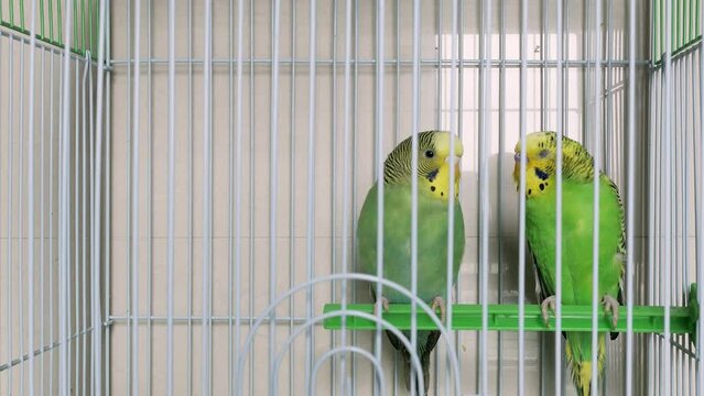 two budgerigars  in a cage at horizontal composition