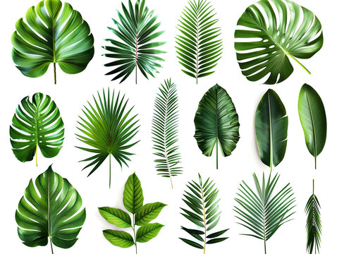 banana leaves, monstera leaves and palm leaves isolated on white background