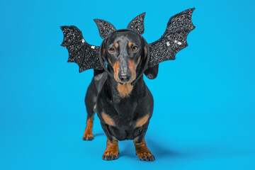 Dachshund dog wearing glittery bat wings against a blue background, showcasing a playful and festive look 
