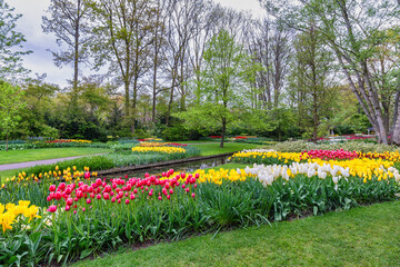 Tulip flower bulb field in garden, spring season in Lisse near Amsterdam Netherlands