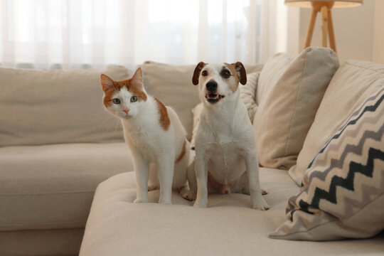 Cute cat and dog on sofa at home. Lovely pets