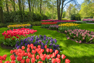 Spring tulip bulb field in garden at Lisse near Amsterdam Holland Netherlands - obrazy, fototapety, plakaty