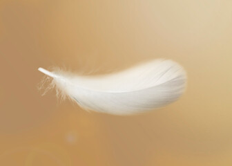 Fluffy bird feather falling on golden background
