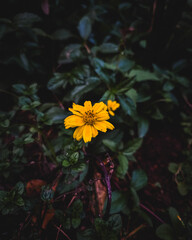 yellow flower in the garden