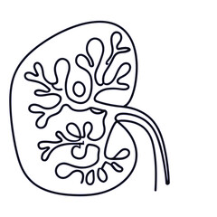 Obraz premium kidney vector illustration
