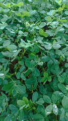 green leaves in the water