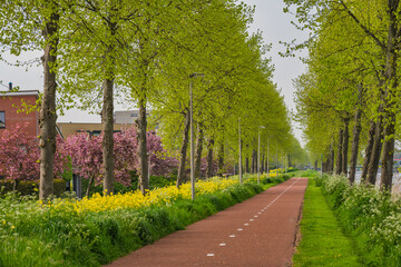 Fototapeta premium Spring cherry blossom garden and Rapeseed field at Kanaalweg in Purmerend Holland Netherlands