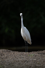 white great egret portrait, black background