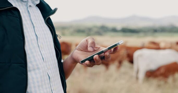 Phone, cattle and hands of farmer in field texting online for sustainability or agriculture in countryside. Closeup of man, animal tips or cow farming in small business for dairy or food production