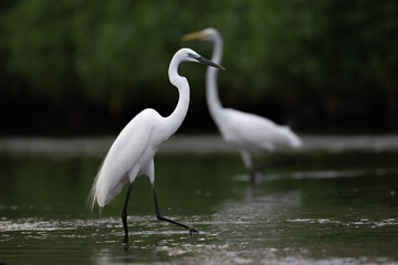 Two interlaced great egrets standing in the water