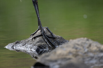 Close-up of great egret legs