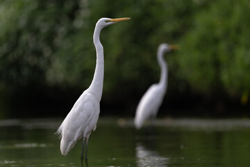 Two white great egrets standing side by side in the water