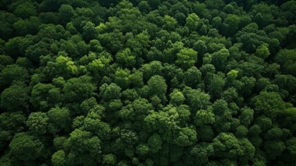 Naklejka premium Aerial view of green trees in forest