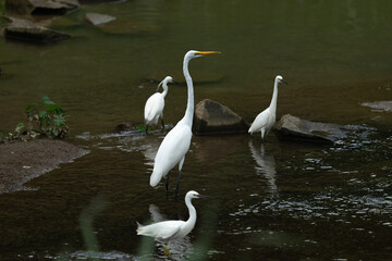 Obraz premium A group of egrets resting in the river