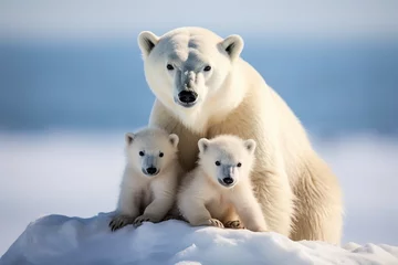 Foto op Plexiglas polar bear cub © Urwa