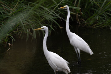 Two white great egrets standing in the water, dark background