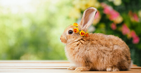 cute animal pet rabbit or bunny white or brown color smiling and laughing with copy space for easter in natural background for easter celebration