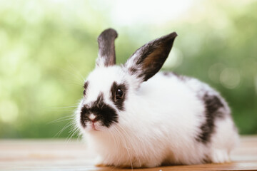 cute animal pet rabbit or bunny white or brown color smiling and laughing with copy space for easter in natural background for easter celebration