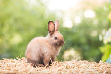 cute animal pet rabbit or bunny white or brown color smiling and laughing with copy space for...
