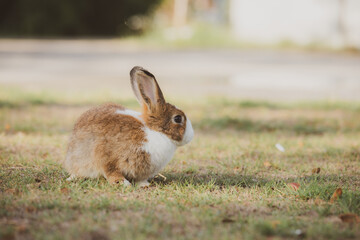 cute animal pet rabbit or bunny white or brown color smiling and laughing with copy space for easter in natural background for easter celebration