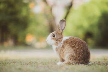 cute animal pet rabbit or bunny white or brown color smiling and laughing with copy space for easter in natural background for easter celebration